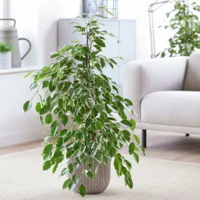 100 - 110cm Ficus Golden King Rubber House Plant 21cm Pot