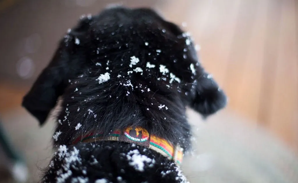 Skookum Dog Collar